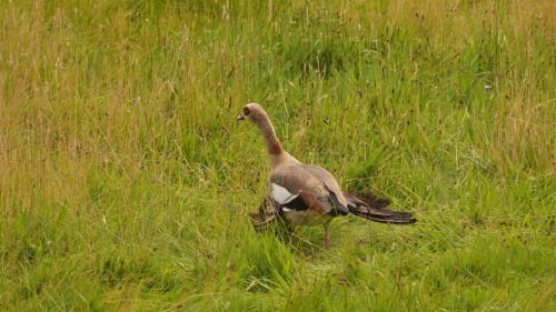 Goose at Sandringham House
